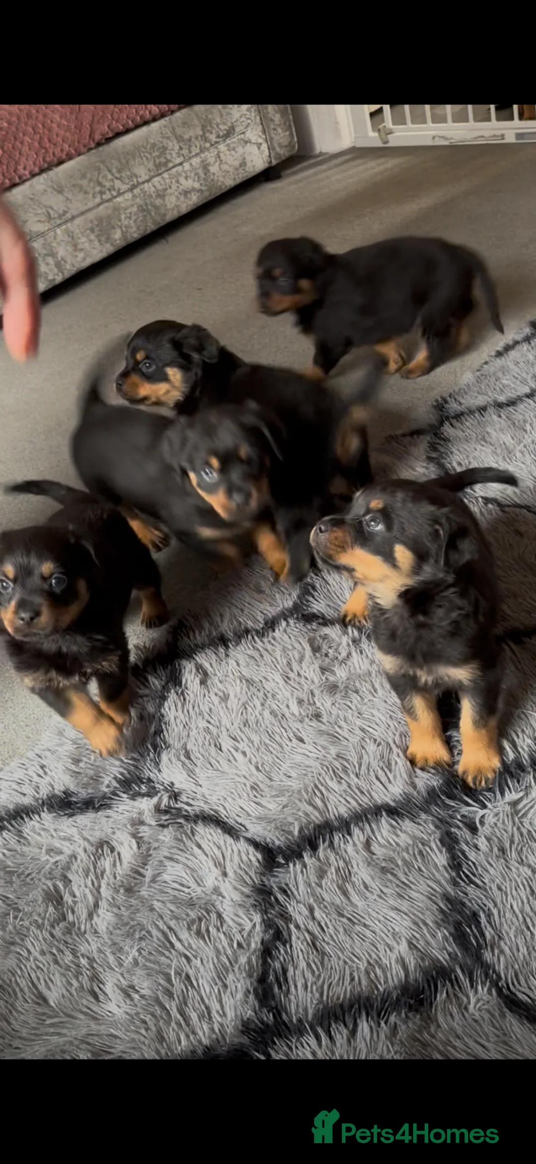 Rottweiler dogs for sale: German Rottweiler puppies  - Advert 2