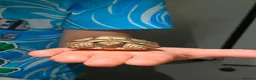 Tortoise reptiles for sale: Sulcatas tortoise   - Advert 1