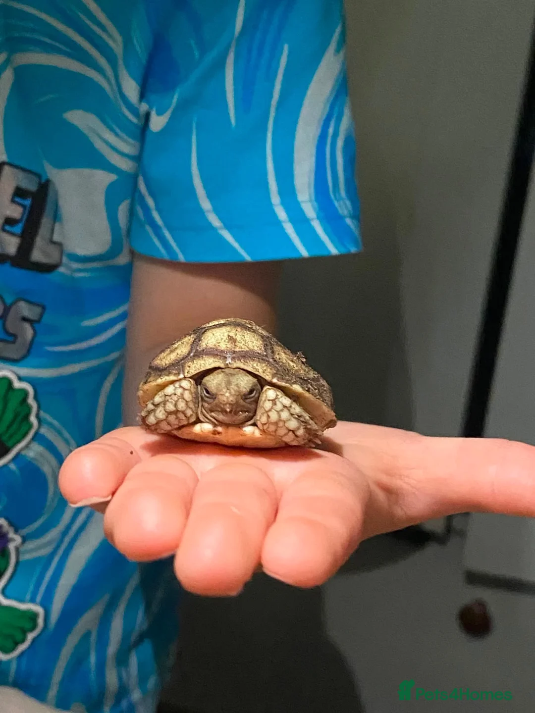 Tortoise reptiles for sale: Sulcatas tortoise   - Advert 1