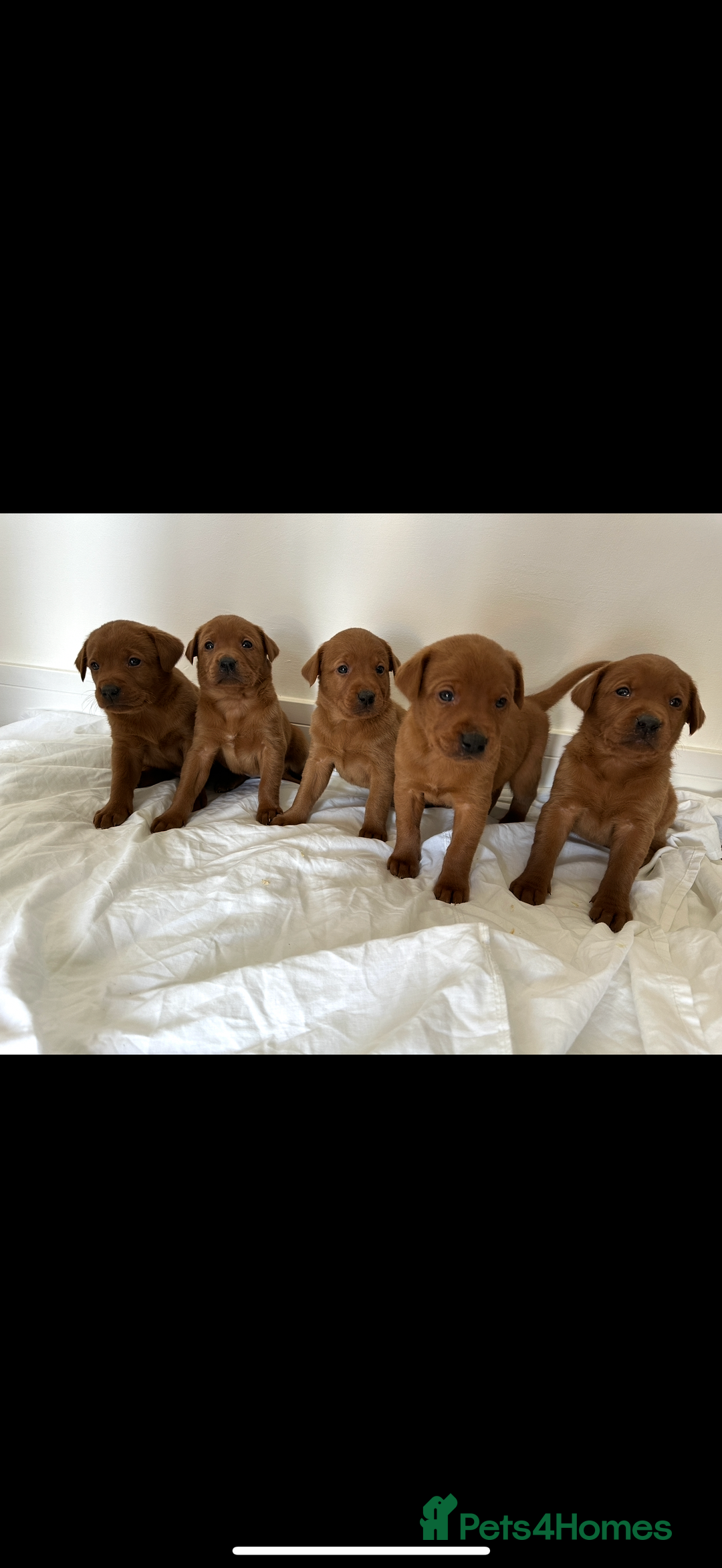 Labrador Retriever dogs for sale: KC REG DARK RED LAB PUPPIES  - Image 1