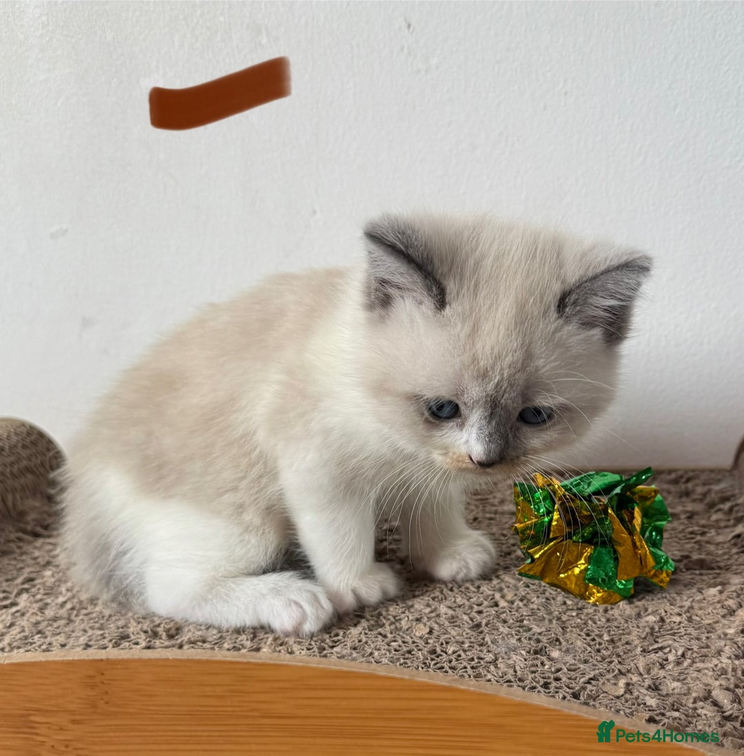 British Shorthair cats for sale: Bsh ragdoll kittens  - Advert 4