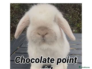 Mini Lop rabbits PEDIGREE MINI LOP BABIES READY NOW - Advert 12