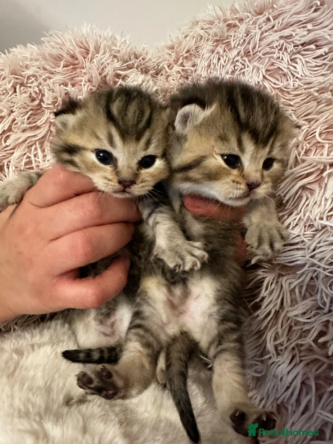British Shorthair cats for sale: Golden BSH Kittens  GCCF Registered - Chunky bear  - Advert 12