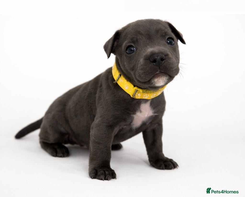 Staffordshire Bull Terrier dogs  KC Registered Staffordshire Bull Terrier Puppies - Advert 2