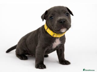 Staffordshire Bull Terrier dogs KC Registered Staffordshire Bull Terrier Puppies - Advert 2