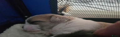 Shorkie 3 (Rupert)