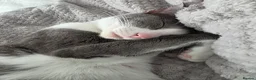 Oriental cats for sale: MAINE COON x ORIENTAL SHORTHAIR - Advert 24