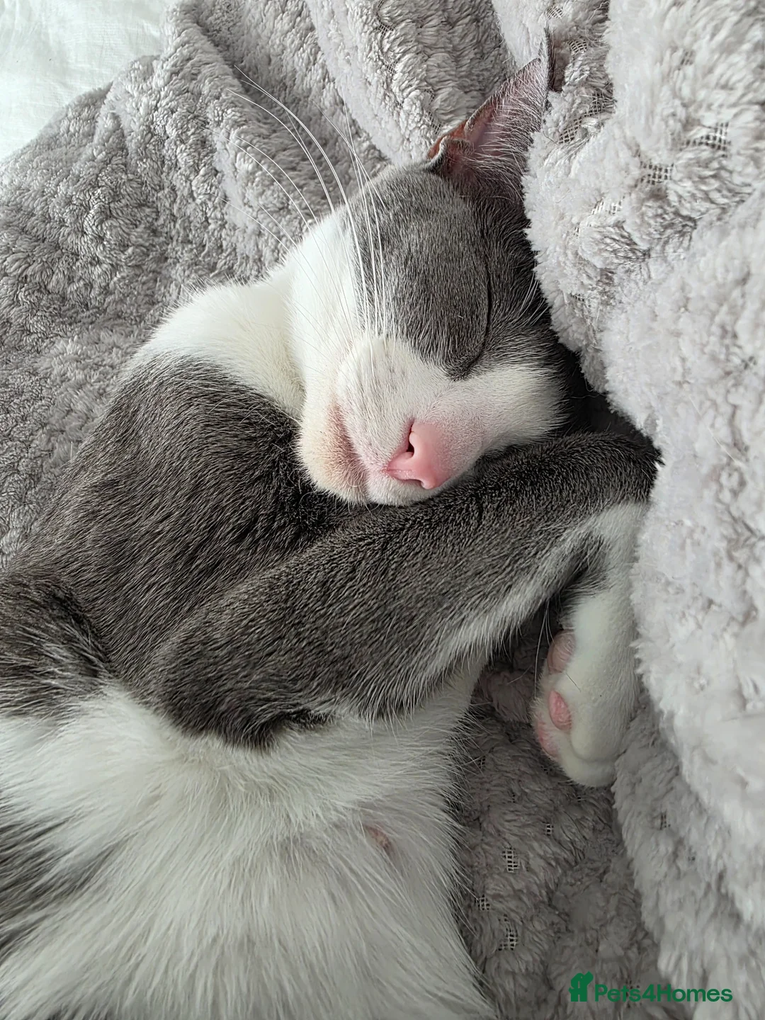 Oriental cats for sale: MAINE COON x ORIENTAL SHORTHAIR - Advert 24