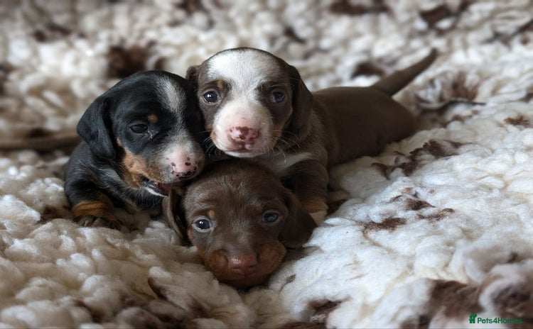 Miniature Dachshund dogs - Advert 5