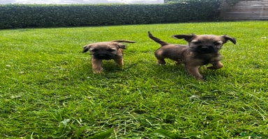 Border Terrier dogs - Advert 4