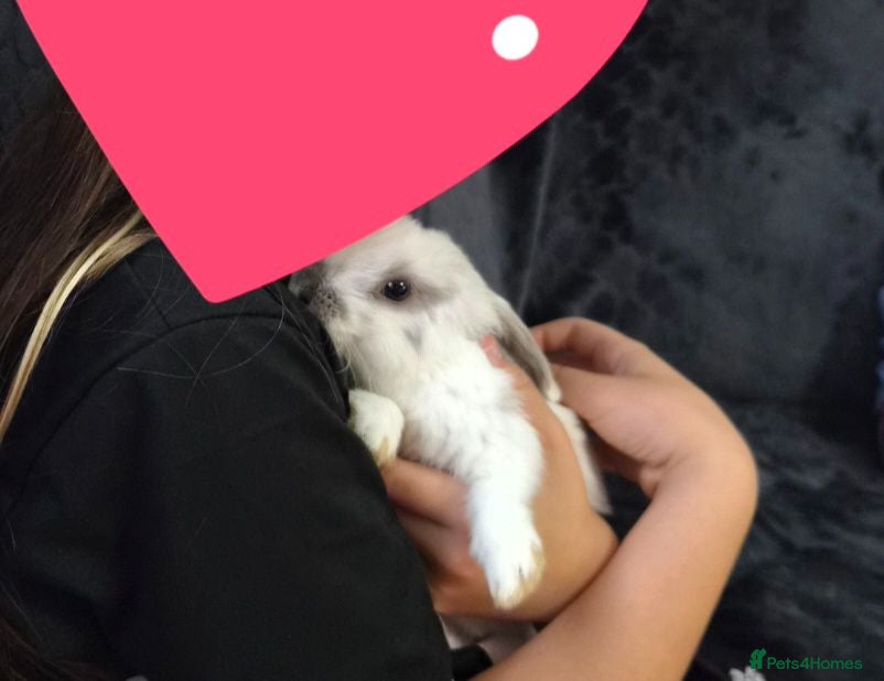 Mini Lop rabbits Baby mini lop for sale  - Advert 3