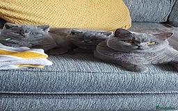 British Shorthair cats for sale: GCCF Registered British Shorthair  - Image 2