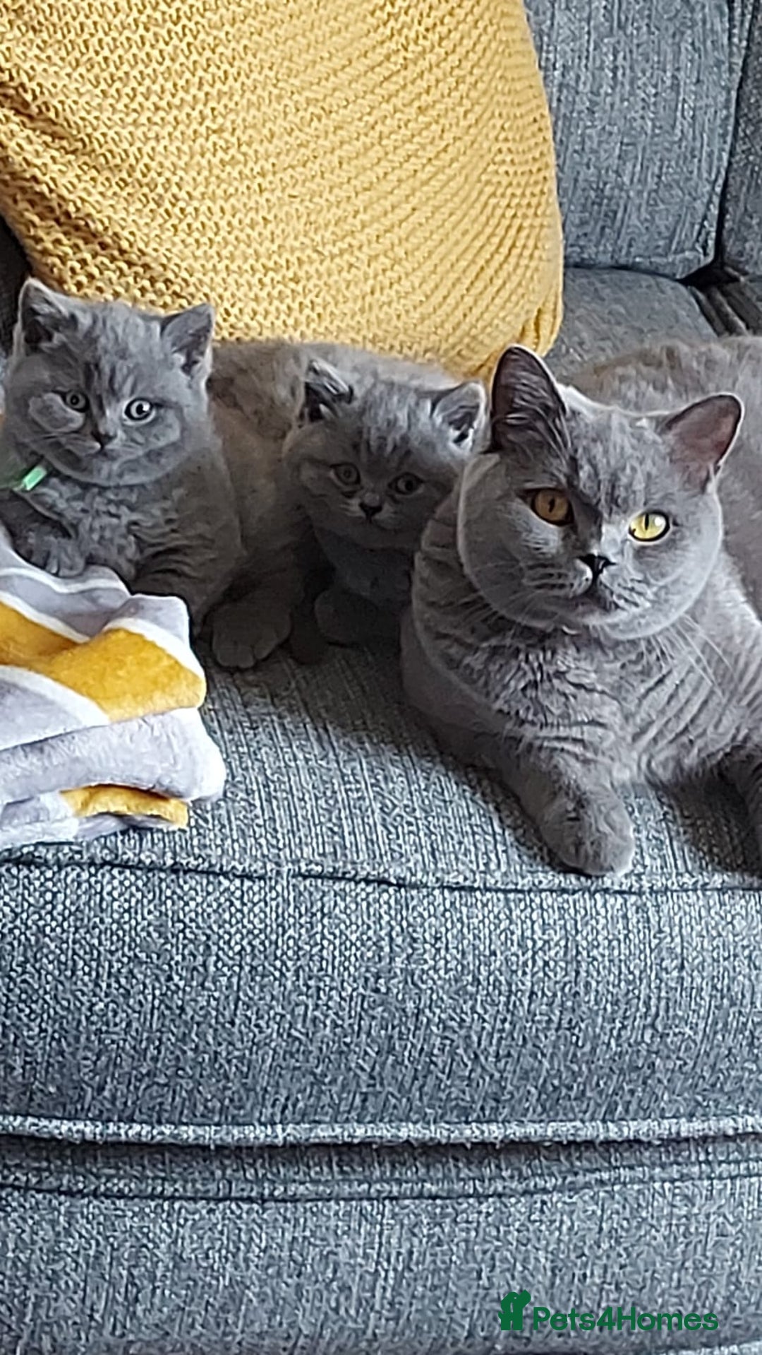 British Shorthair cats for sale: GCCF Registered British Shorthair  - Image 2