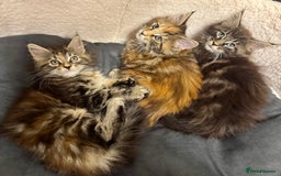 Maine Coon cats for sale: Pedigree Maine Coon kittens - Image 2