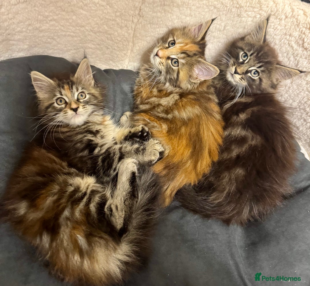 Maine Coon cats for sale: Pedigree Maine Coon kittens - Image 2