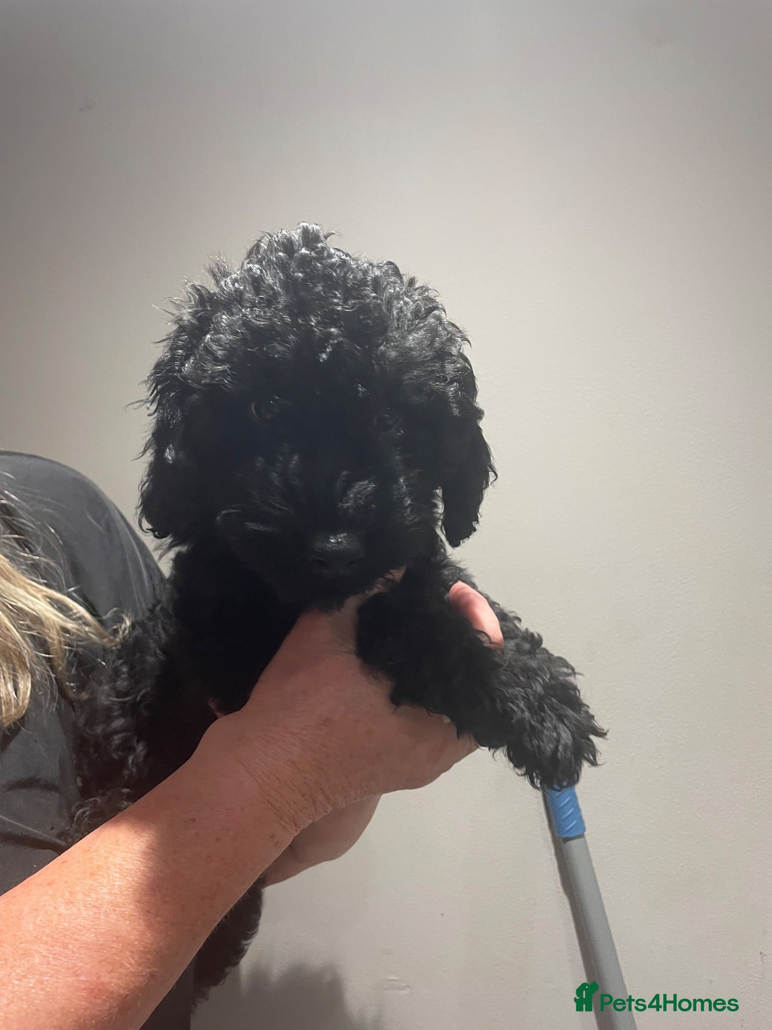 Labradoodle dogs F3 miniature labradoodles fully vac 2 boys left - Advert 1