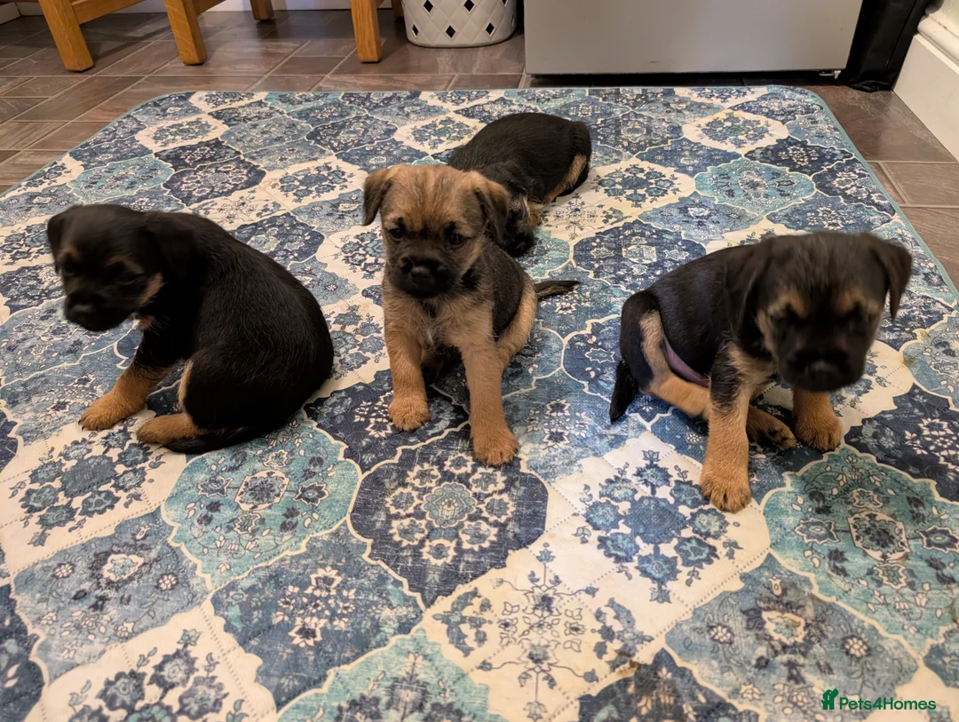 Border Terrier dogs for sale: Beautiful Border Terrier Puppies - Advert 9
