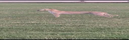 Lurcher dogs for sale: Lurcher puppies for sale in Gravesend - Advert 3