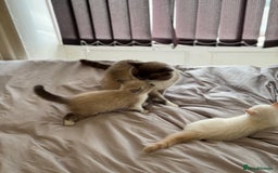 British Shorthair cats for sale: British shorthair kittens - Image 8