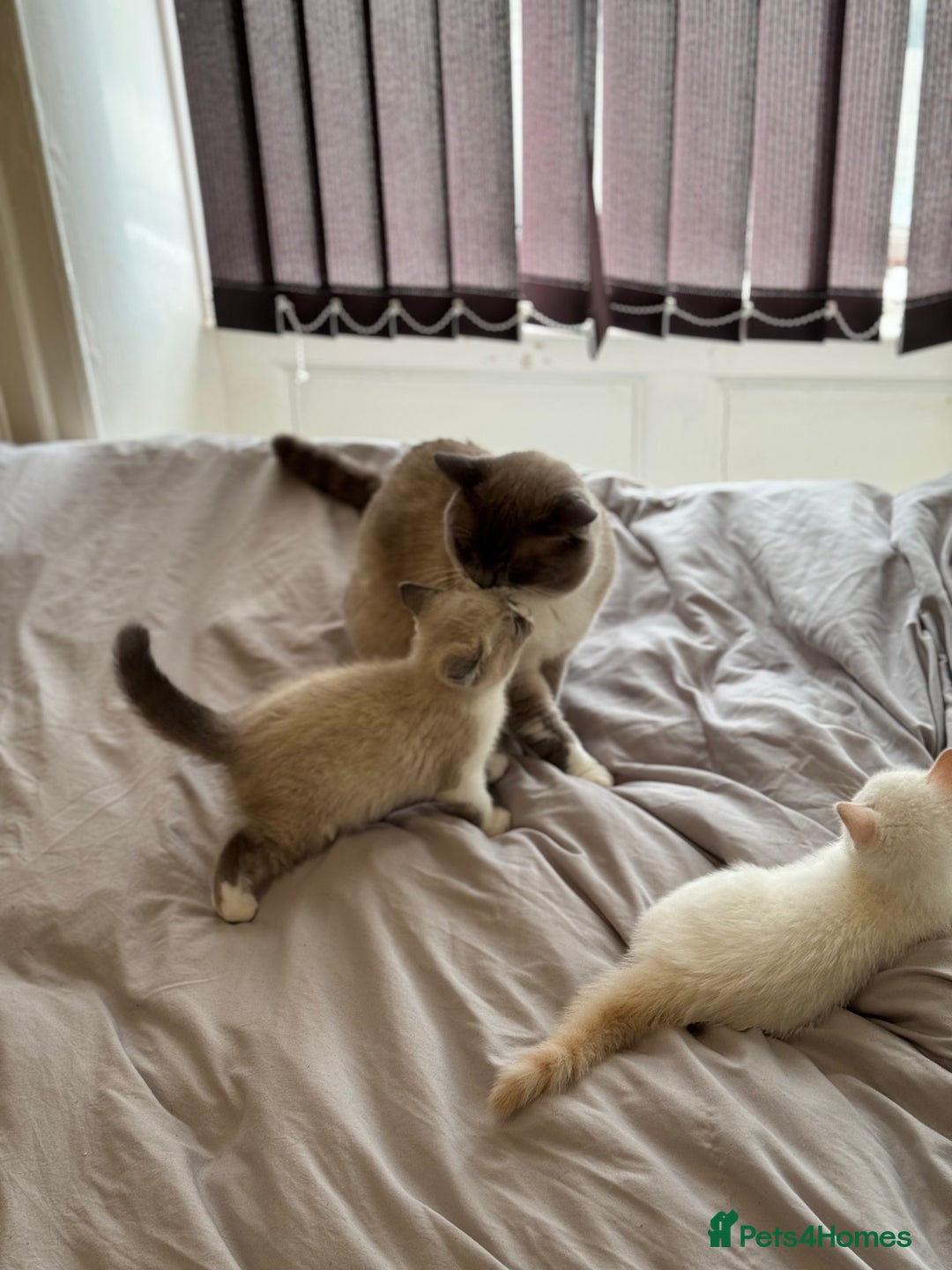 British Shorthair cats for sale: British shorthair kittens - Image 8