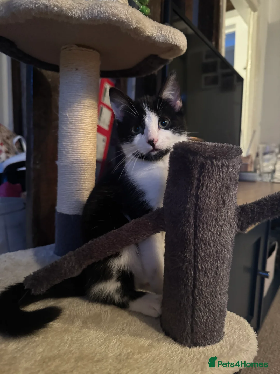 Domestic Shorthair cats for sale: Kitten For A New Home - Advert 2