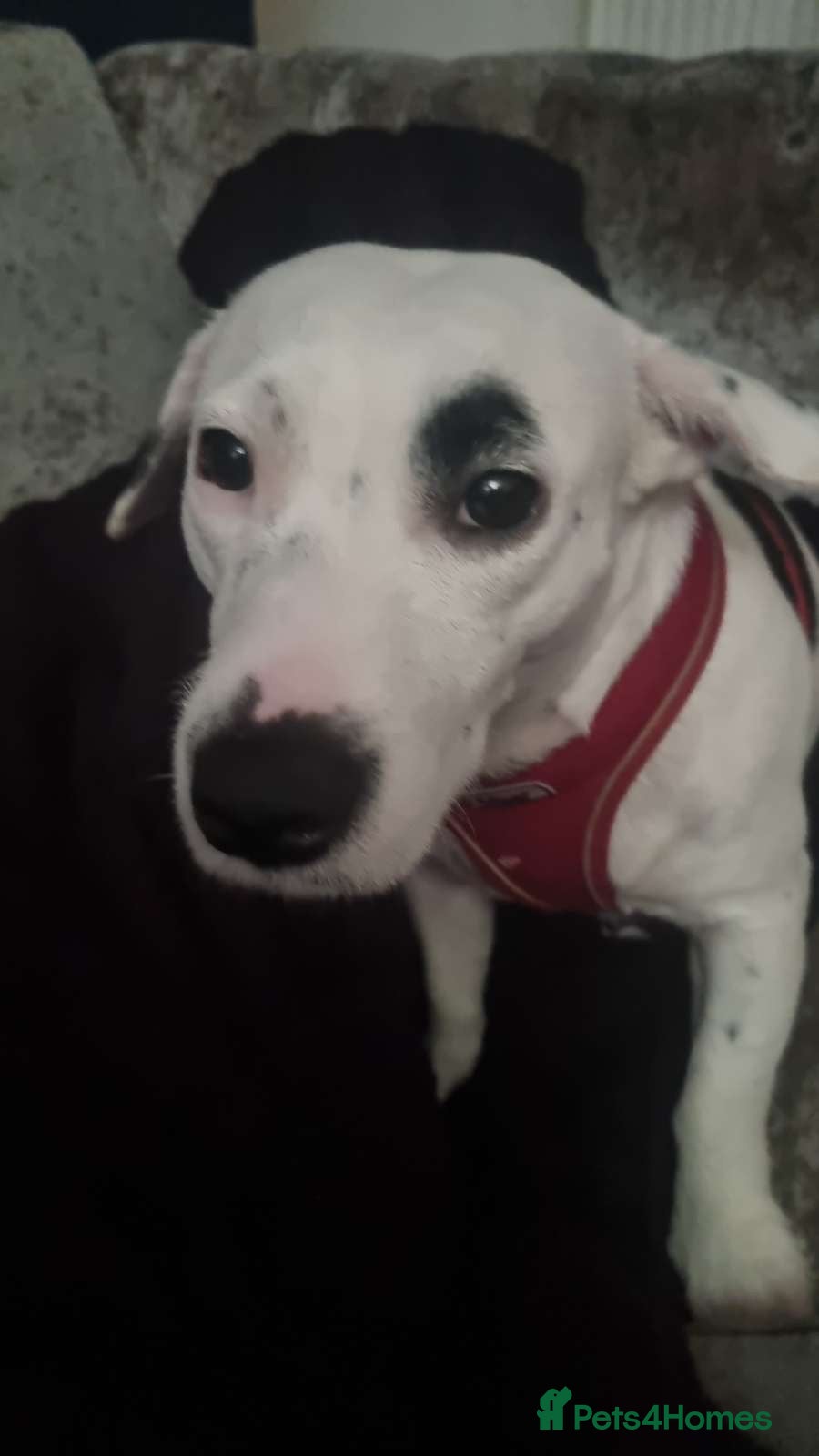 Mixed Breed dogs 3 year old female dog  - Advert 3