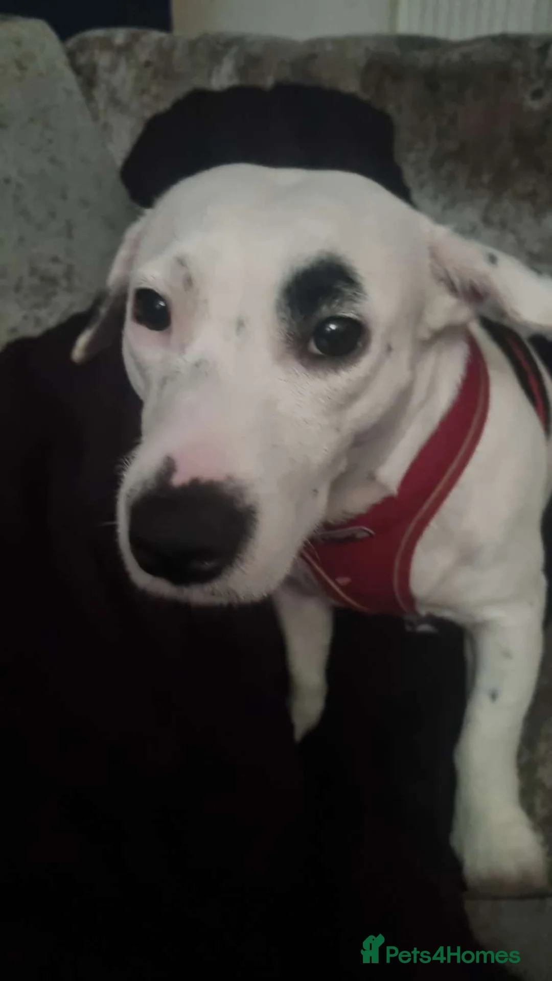 Mixed Breed dogs for sale: 3 year old female dog  in Mansfield - Advert 1
