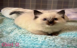 Ragdoll cats for sale: Pure Ragdoll Kittens - Image 4