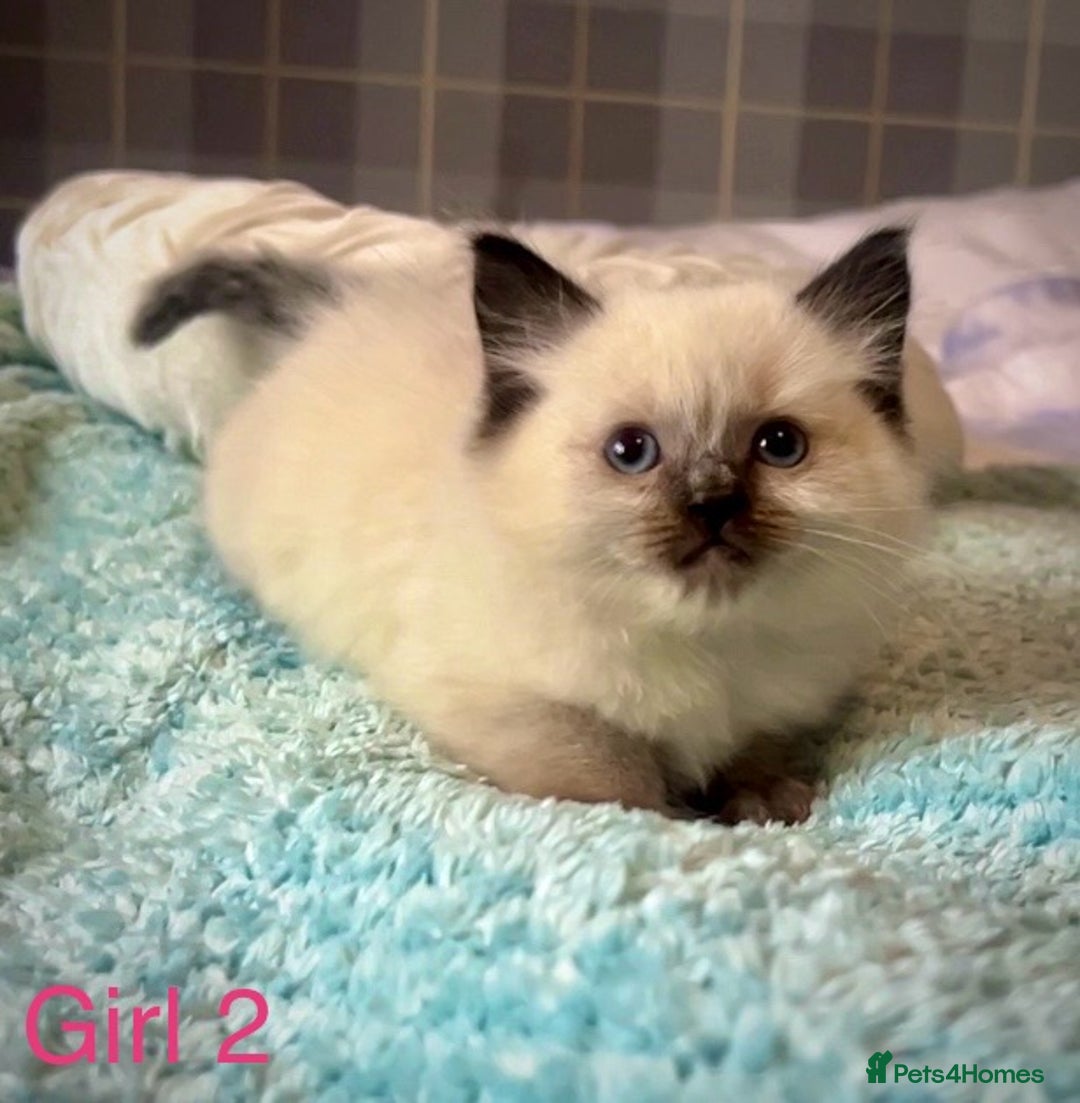 Ragdoll cats for sale: Pure Ragdoll Kittens - Image 4