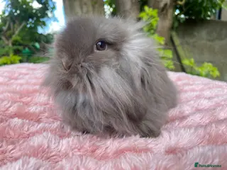 Mini Lion Lop rabbits Single main lion lops - Advert 2