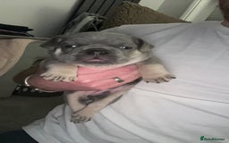 French Bulldog dogs for sale: 2 Male French Bulldog Puppies For Sale - Image 8