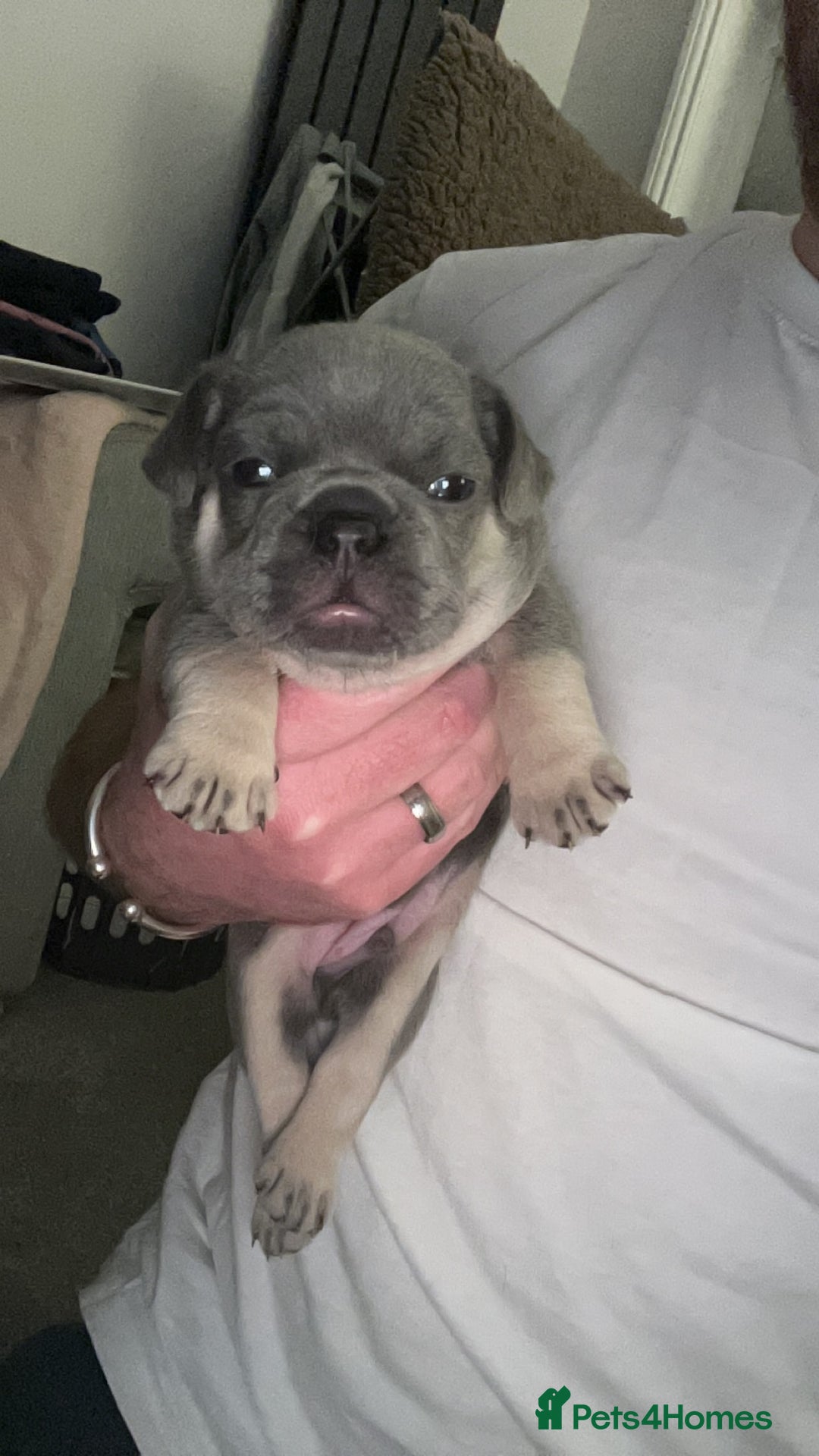 French Bulldog dogs for sale: 2 Male French Bulldog Puppies For Sale - Image 8