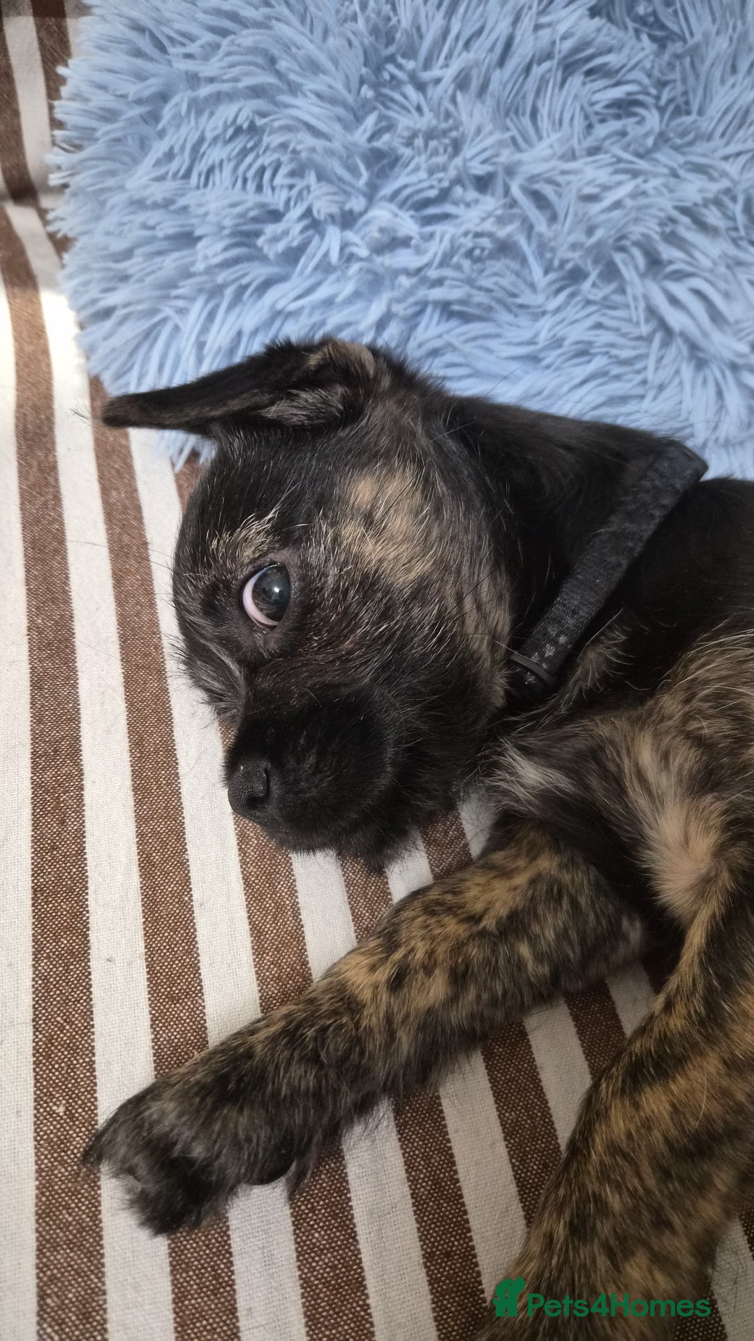 Jug dogs for sale: Little Jug puppy - Advert 2