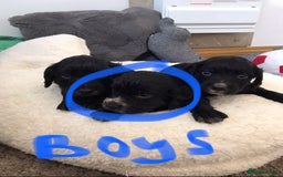 Cocker Spaniel dogs for sale: Cocker spaniel worker puppies  - Image 6