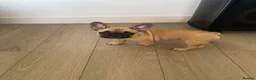 French Bulldog dogs for sale: French bulldog  - Advert 10