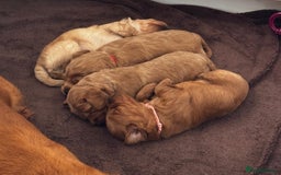 Cockapoo dogs for sale: Gorgeous Red, Golden & Apricot F1 Cockapoos - Image 16