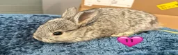 Mini Lop rabbits for sale: Pure bred mini lop bunnies - Advert 27