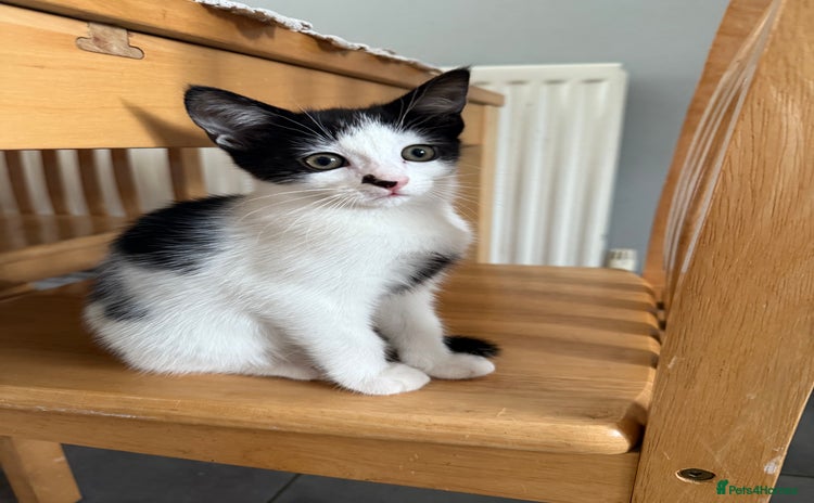 Domestic Shorthair cats - Advert 14