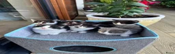 British Longhair cats for sale: Adorable british longhair female kitten - Advert 6