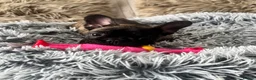 French Bulldog dogs for sale: 🏆KC French Bulldog Puppies🏆 - Advert 12