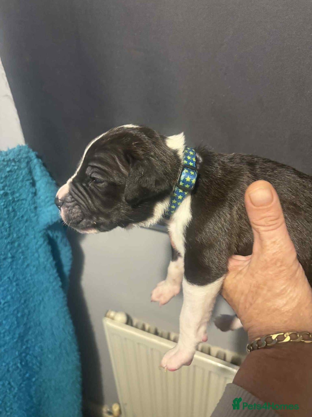 Mixed Breed dogs for sale: Cane corso puppys - Advert 19