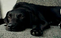 Labrador Retriever dogs for sale: Labrador for sale - Image 1