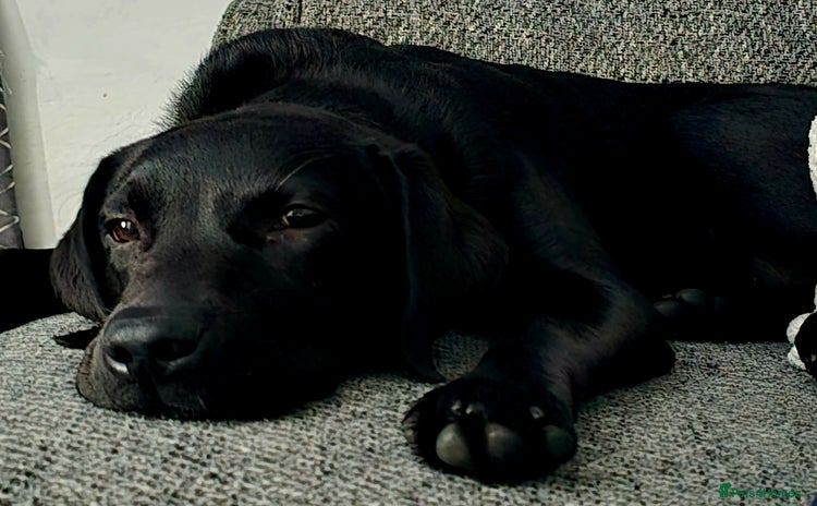 Labrador Retriever dogs - Advert 1