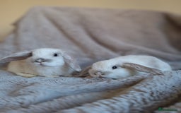 Mini Lop rabbits for sale: Beautiful pure breed mini lops  - Image 7