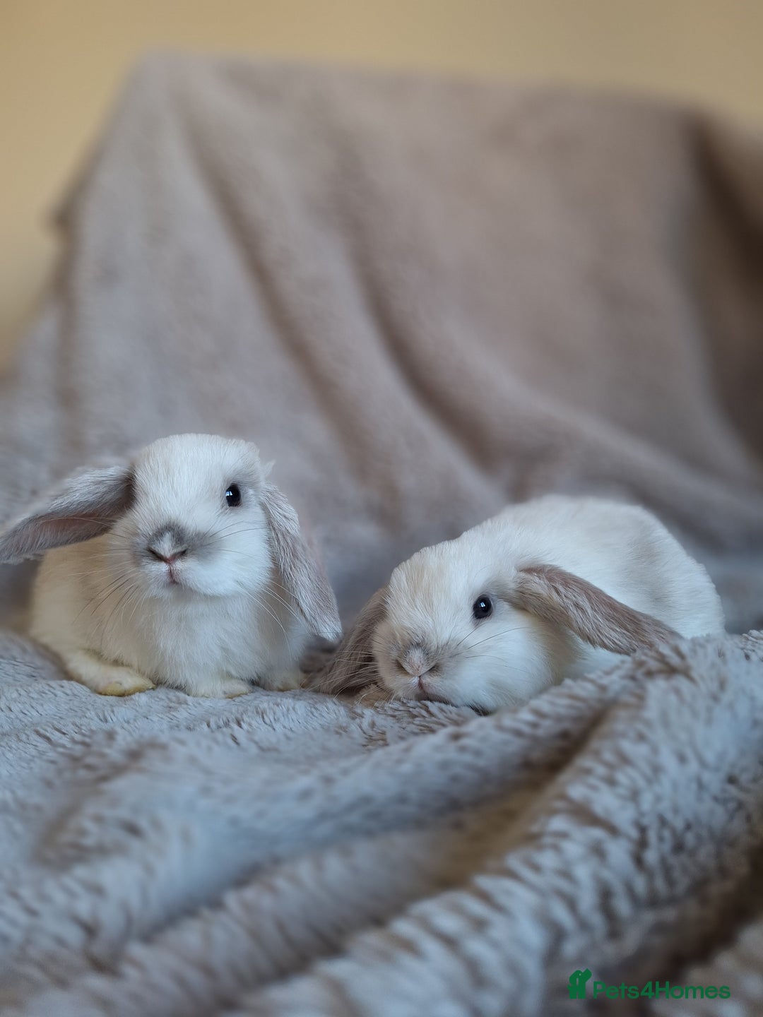 Mini Lop rabbits for sale: Beautiful pure breed mini lops  - Image 7