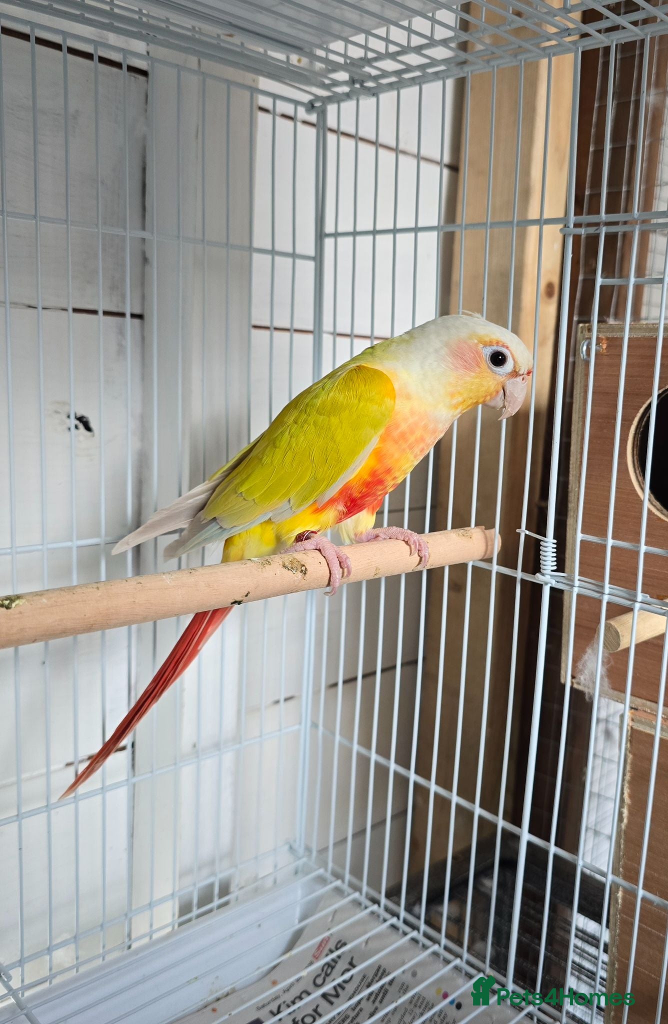 Conures birds female american dilute conure  - Advert 1