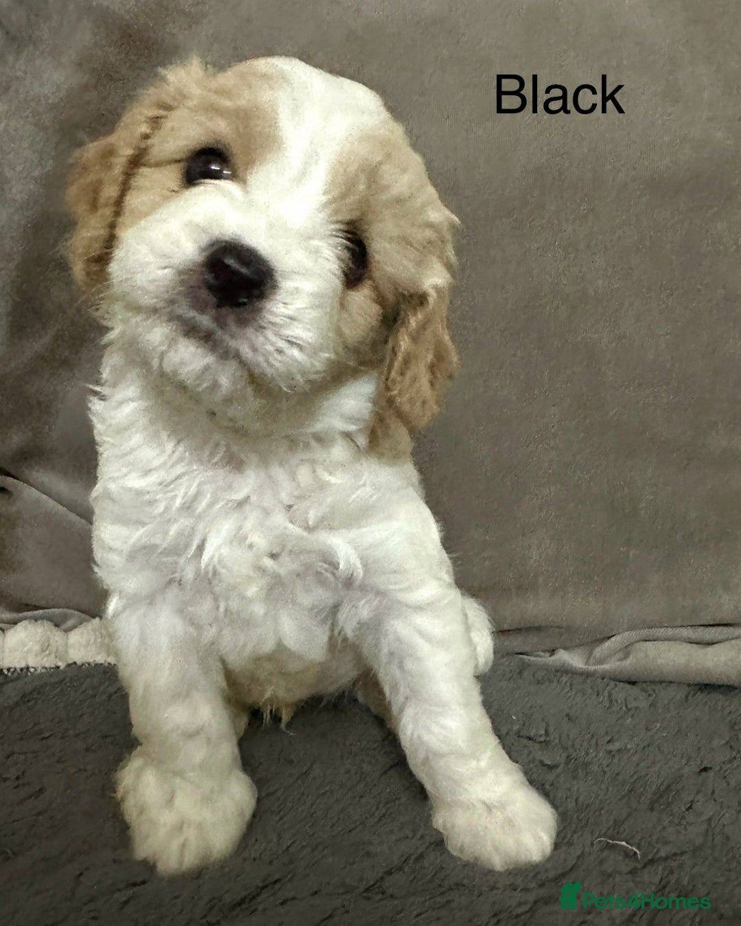 Cavapoo dogs for sale: Six cavapoo puppies F2( d.o.b. 23.10.2025) - Advert 4