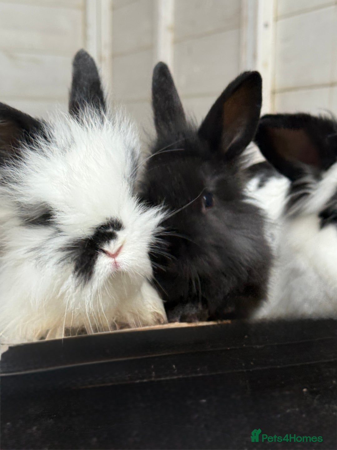 Angora rabbits for sale: Angora x bunnies 8 weeks old  - Advert 5