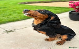 Cocker Spaniel dogs for stud: KC registered Champion bred working cocker  in Middlewich - Image 13
