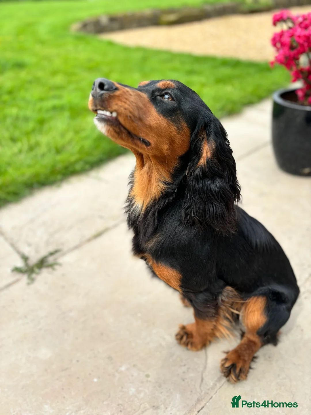 Cocker Spaniel dogs for stud: KC registered Champion bred working cocker  in Middlewich - Advert 13